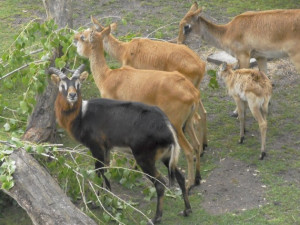 Návštěvníci jihlavské zoo mohou obdivovat tři čerstvě narozená antilopí mláďata