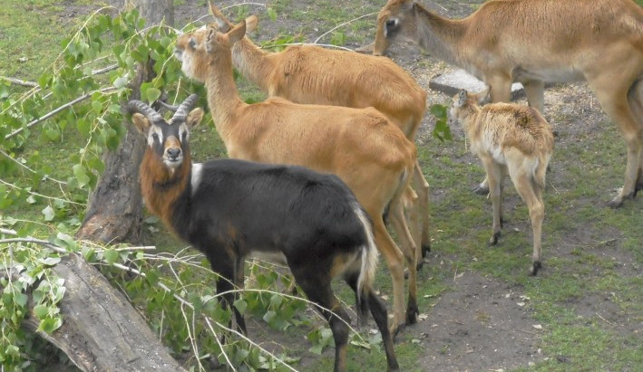 Návštěvníci jihlavské zoo mohou obdivovat tři čerstvě narozená antilopí mláďata