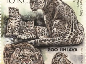 Česká pošta vydává edici známek s levharty sněžnými z jihlavské zoo