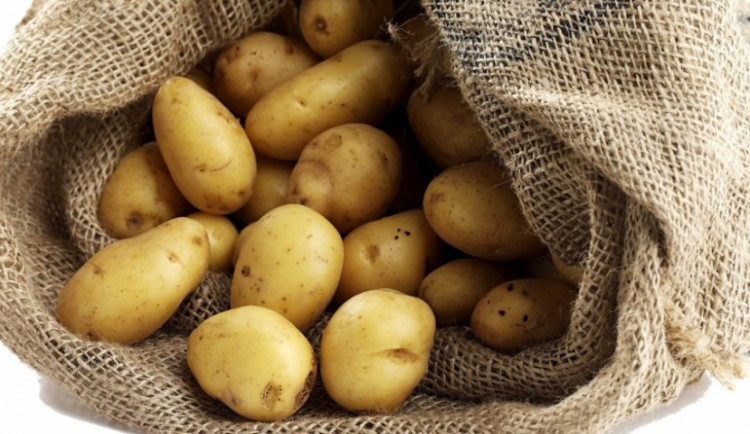 Letošní úrodu brambor oslaví lidé v Třebíči i v Bystřici nad Pernštejnem