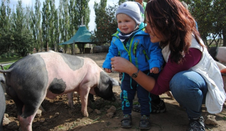 Farma v Sasově zve na Biozemědělský den. Lidé ochutnají bio burčák nebo kančí lovečák