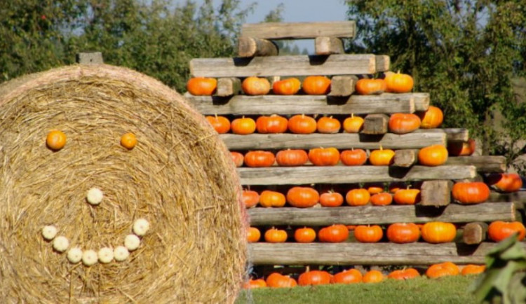 Začíná Dýňový svět 2016. Lidé ochutnají dýňovou polévku nebo si ozdobí vlastní dýni