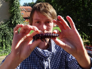 Pelhřimovská Agentura Dobrý den nově zapsala do svých tabulek rekordního švába