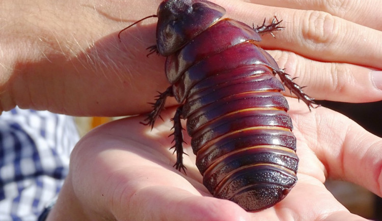 Pelhřimovská Agentura Dobrý den nově zapsala do svých tabulek rekordního švába