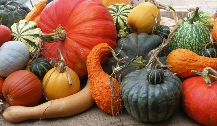 Také na Vysočině hodnotí letošní rok pěstitelé dýní jako jeden z nejlepších