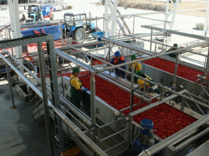 Jihlavská firma PSJ v Rusku staví závod na rajčatovou pastu za 305 milionů korun