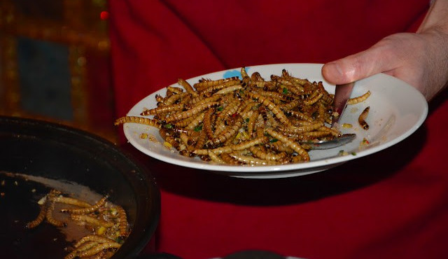 FOTO: Červi, sarančata nebo smažený šváb. V Červeném Kříži se podávaly hmyzí speciality