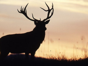 V Kraji Vysočina žije nejméně jelenů v rámci celé ČR, více je zajíců a kachen