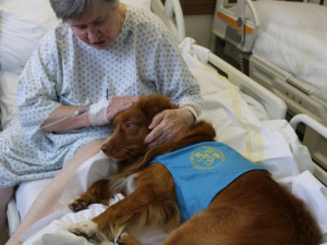 Jihlavská nemocnice má nového pomocníka. Pacienty chodí uzdravovat retrívr Scoty