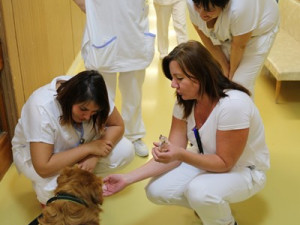 Jihlavská nemocnice má nového pomocníka. Pacienty chodí uzdravovat retrívr Scoty