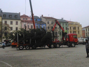 FOTO: Na jihlavské náměstí dorazil vánoční strom. Vyrostl na největším sídlišti Březinky