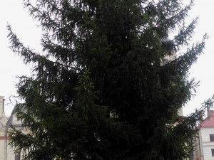 Na jihlavské náměstí dorazil vánoční strom. Vyrostl na největším sídlišti Březinky