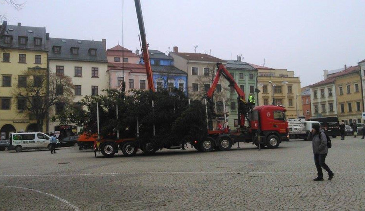 Na jihlavské náměstí dorazil vánoční strom. Vyrostl na největším sídlišti Březinky