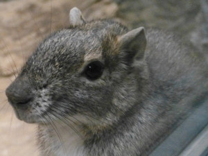 Zoo Jihlava vloni navštívilo rekordních 334 500 lidí. Pomohly nové druhy zvířat a pěkné počasí