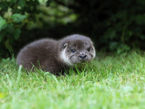 První letošní úspěchy v Zoo Jihlava: Narodila se vydří mláďata a samička antilopy