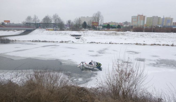 V Budějcích byla nalezena uhynulá labuť. Veterniáři ji vyšetří na ptačí chřipku