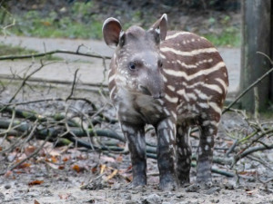 Zoo Jihlava tento rok slaví šedesát let. Mimo jiné nabídne výstavu v jihlavském  Muzeu Vysočiny