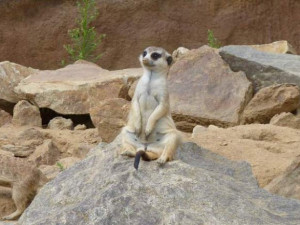 Do jihlavské zoo zdarma nebo za polovinu. Takovou akci mohou využít děti s vysvědčením