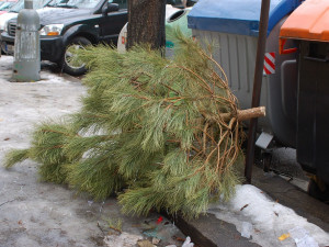 Na kompost bude v Jihlavě použito téměř patnáct tun odstrojených vánočních stromečků