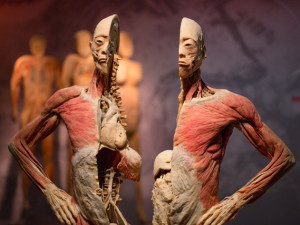 Do Prahy přijede výstava odhalující všechna tajemství lidského těla Body The Exhibition