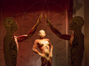 Do Prahy přijede výstava odhalující všechna tajemství lidského těla Body The Exhibition