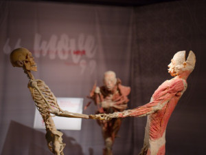 Do Prahy přijede výstava odhalující všechna tajemství lidského těla Body The Exhibition