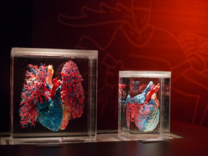 Do Prahy přijede výstava odhalující všechna tajemství lidského těla Body The Exhibition