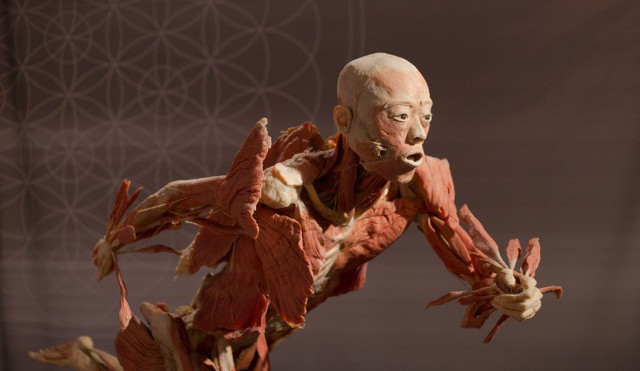 Do Prahy přijede výstava odhalující všechna tajemství lidského těla Body The Exhibition