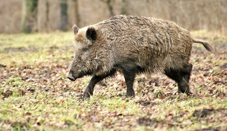 Dal si oběd a rozhoukal rámy v Temelíně. Mohl za to radioaktivní divočák ze Šumavy
