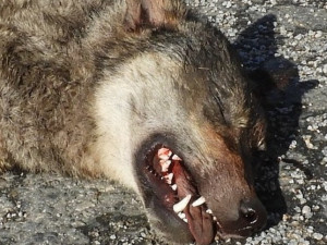 Na dálnici D1 na Havlíčkobrodsku srazilo auto minulý týden vlka. Vážil kolem 40 kilogramů