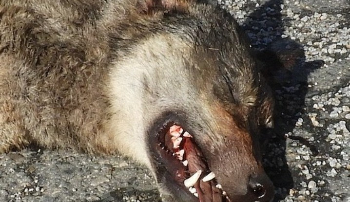 Na dálnici D1 na Havlíčkobrodsku srazilo auto minulý týden vlka. Vážil kolem 40 kilogramů