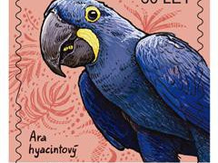 Ara hyacintový