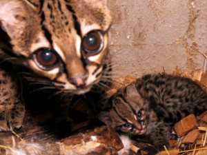 FOTO: Jihlavská zoo hlásí další přírůstek. Margayové Yoro a Hervée mají kotě