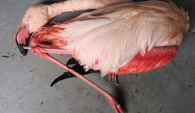 Ubitý plameňák z jihlavské zoo