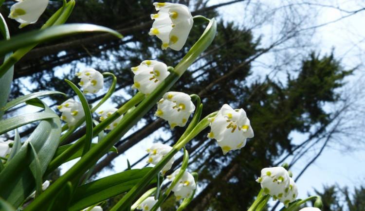 Bledule opět pokryly les Jechovec. Miliony květů zabírají skoro tři hektary
