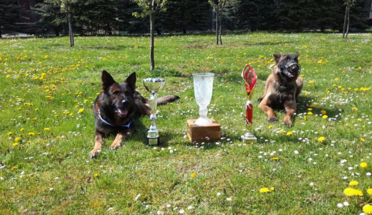 Prestižní kynologickou soutěž opět ovládla Vysočina. V Dobroticích zazářil ovčák jménem Fox