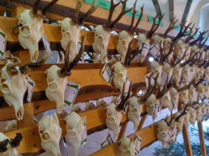 Jihlavskou radnici zdobí téměř pět set trofejí zvěře. K vidění je obří kňour nebo kamzík