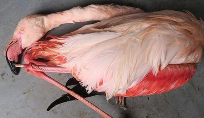 Jihlavská zoo se domlouvá na splátkách za zabitého plameňáka. Splátkový kalendář bude podepsán do konce měsíce