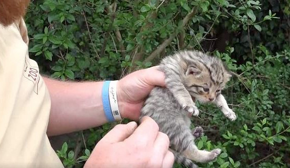 VIDEO: Hlubocká kočka divoká má čtyři dvoutýdenní koťata. Tři kluky a jednu holku