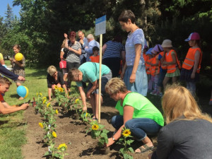Jihlavský hradební parkán ozdobily slunečnice. Pomohou lidem s roztroušenou sklerózou