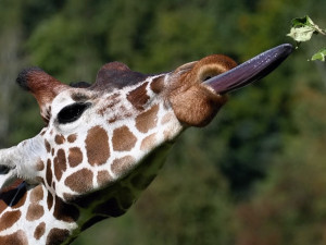 Žirafí kluci oslaví v jihlavské zoo svůj svátek, a to speciální stezkou nebo krmením