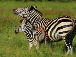 Jihlavská zoologická zahrada má další přírůstek. Je jím desetidenní mládě zebry