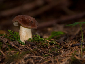 Houbařská sezona by na Vysočině měla začít do čtrnácti dnů. Pomohou vyšší teploty