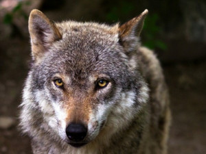 Sobota bude v jihlavské zoologické zahradě patřit vlkům a také nocování ve stanech