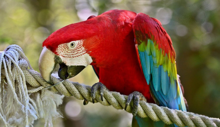 Chovatelské úspěchy v jihlavské zoo. Během července se narodilo šest mláďat, z toho pět ptáků
