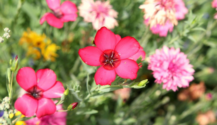 Jedenáct míst v Jihlavě ožilo barevnými letničkami. Obdivovat je lze do podzimu