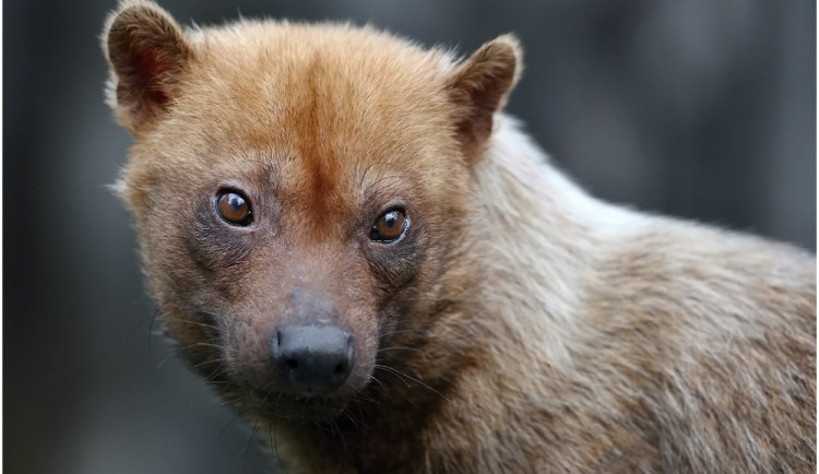 Zoo Jihlava rozšiřuje svoji expozici. Nově tu budou k vidění vzácní psi pralesní