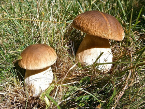 Na Vysočině by díky dešti mohly začít víc růst houby. Hřiby si nasbíráme snad za týden