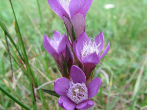 Na Vysočině vykvetly kriticky ohrožené hořečky. Jejich fialové květy nelze přehlédnout