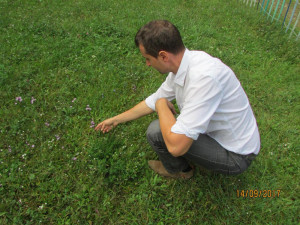 Na Vysočině vykvetly kriticky ohrožené hořečky. Jejich fialové květy nelze přehlédnout